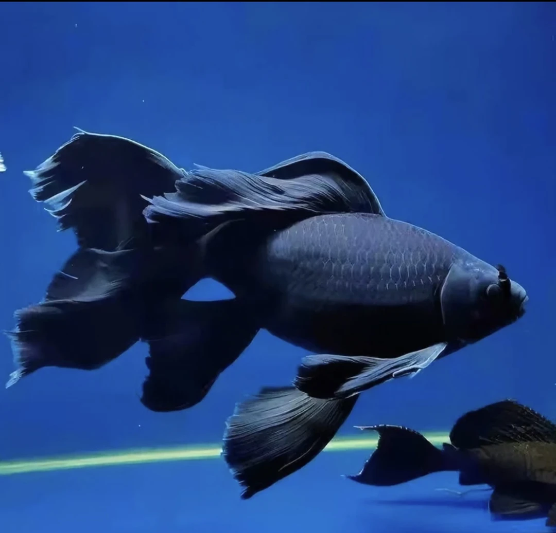 精品墨蝶桃心尾观赏鱼大鳍大尾好养耐活