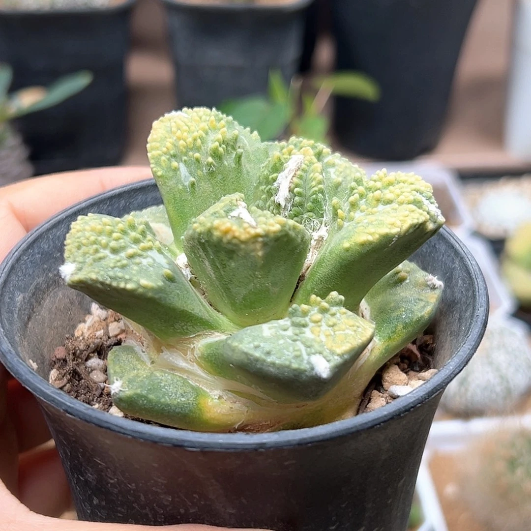 无花朵哥斯拉牡丹锦自根带盆发货