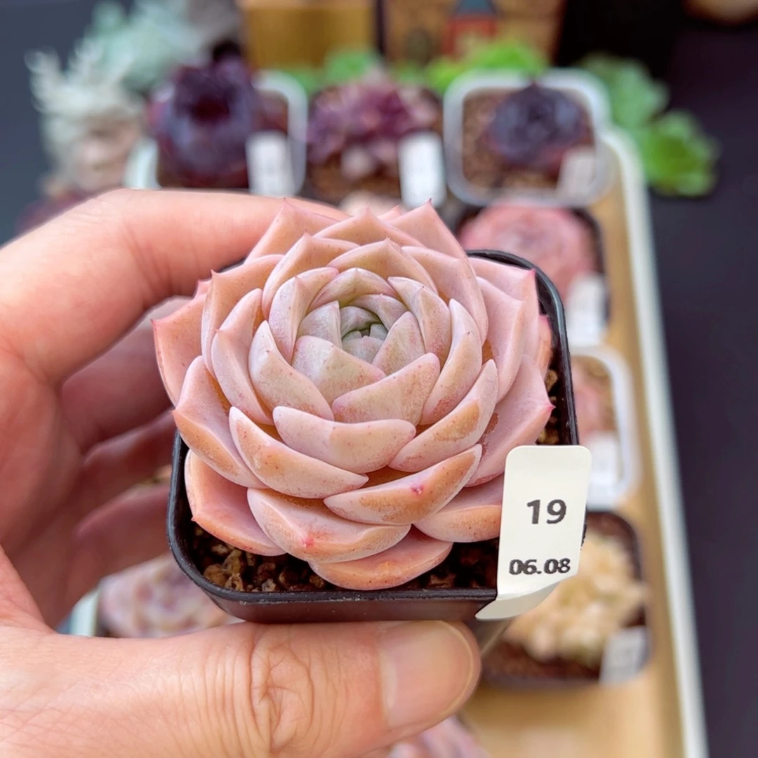 好好看19、哈哈哈