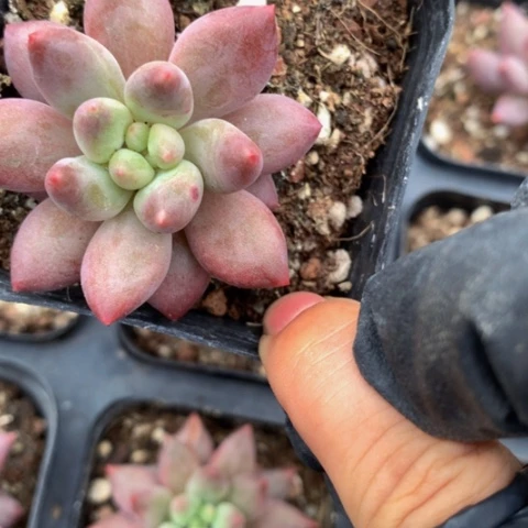 红虞美人发两颗。