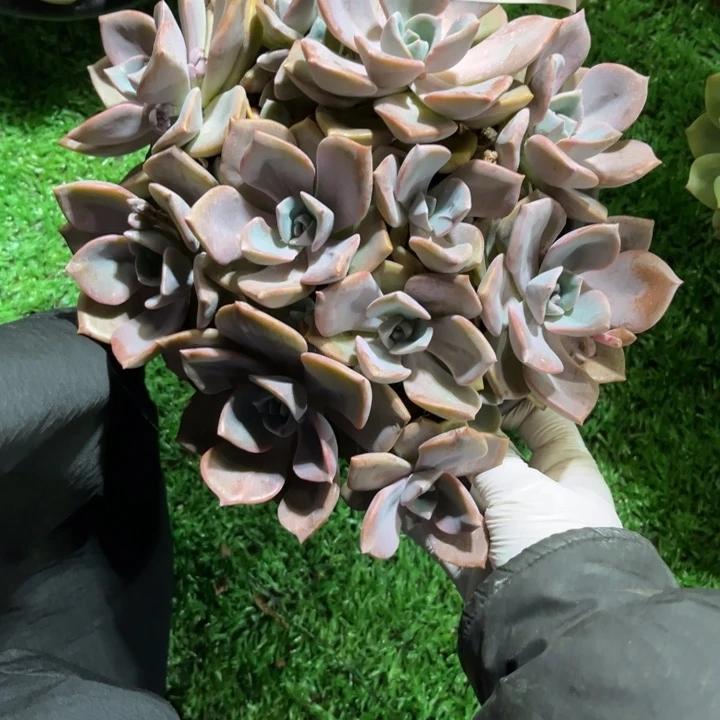 93淡雪缀多肉植物