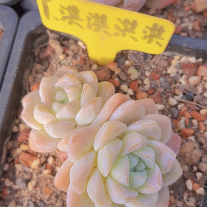 健健康康平平安安