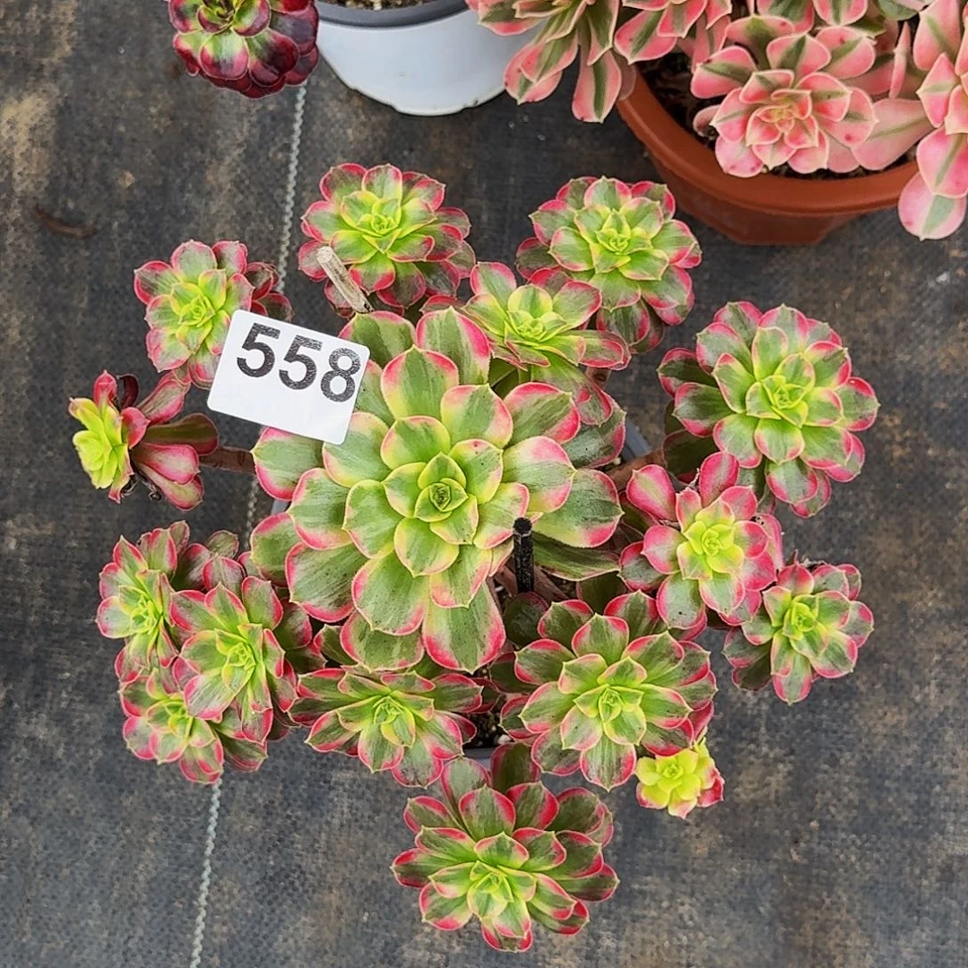 558安娜法师植物多肉