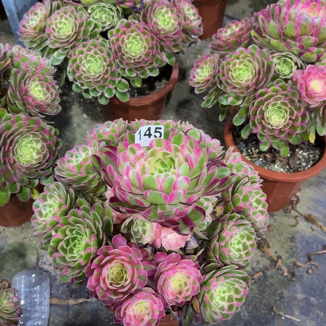 145孔雀翎法师嫩桩