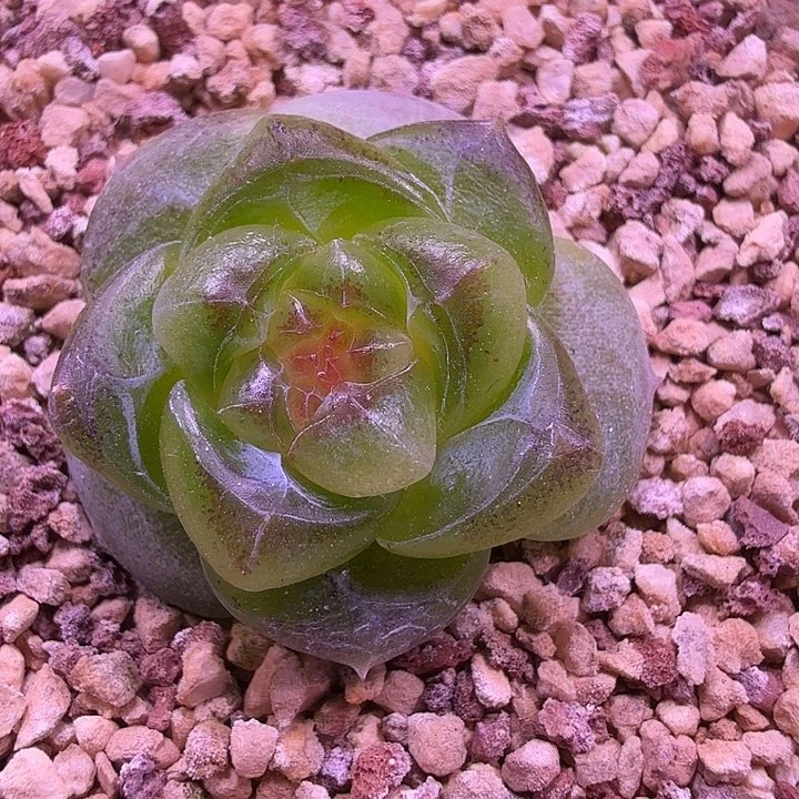 绿透甜心一物一拍