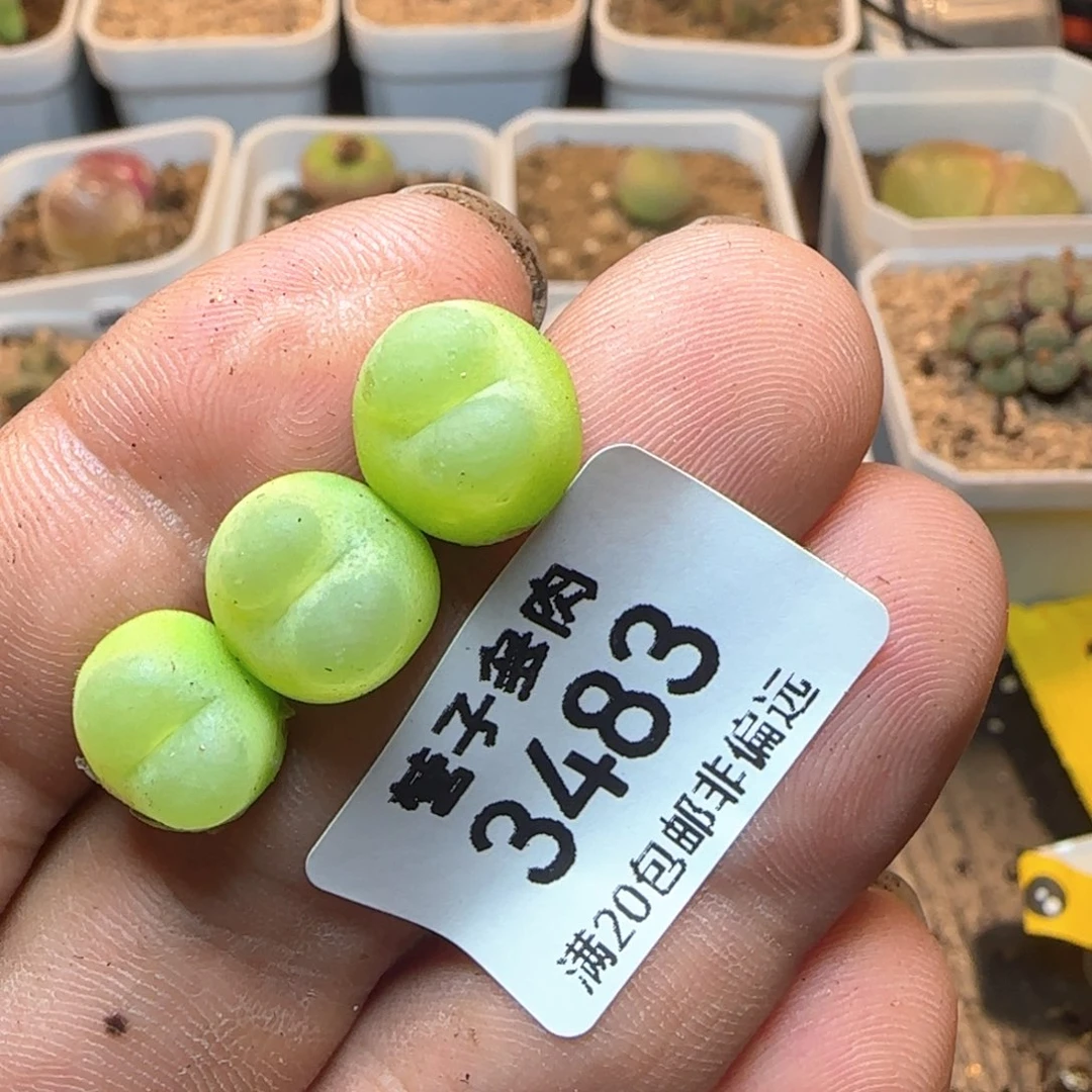&**&拉登3颗。