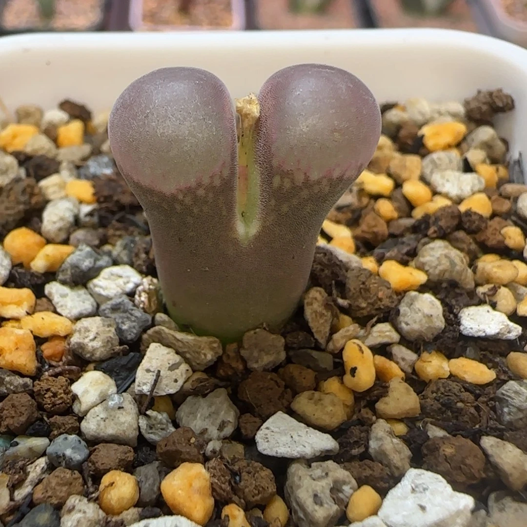 夜***星B23多肉植物一颗风铃