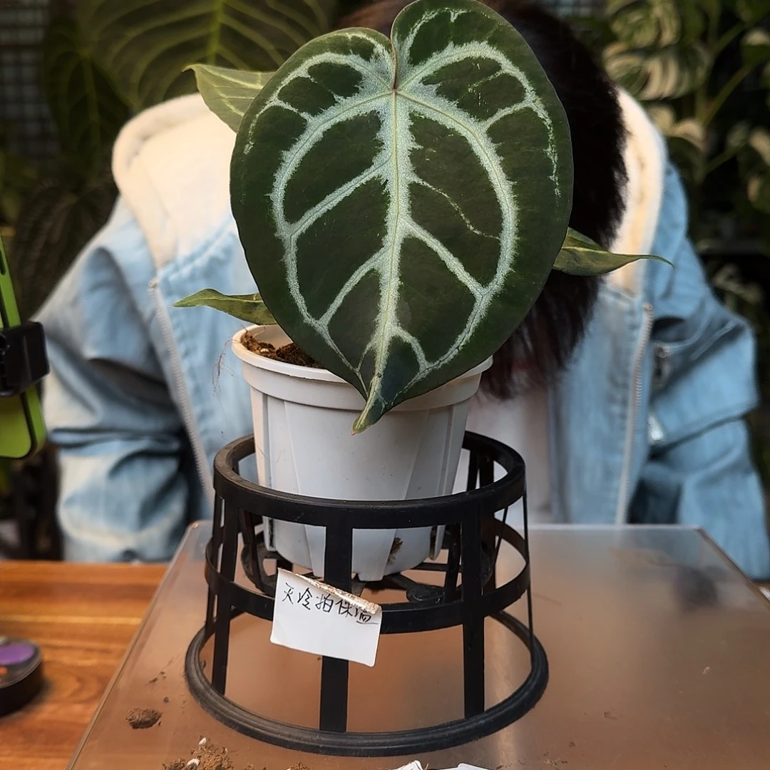 不开花植物K139skg银杂圆脸小钻石