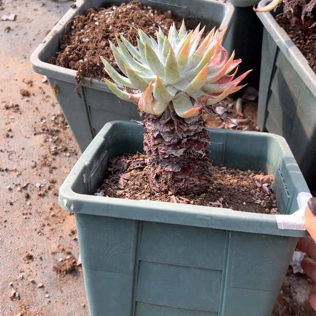 026雪奴哈哈哈哈哈