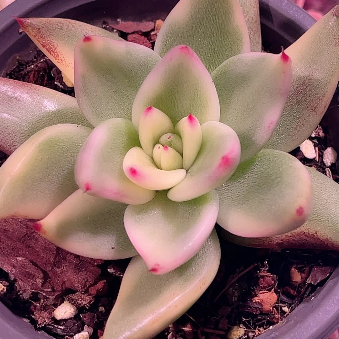 尚品园艺福利锦脱干