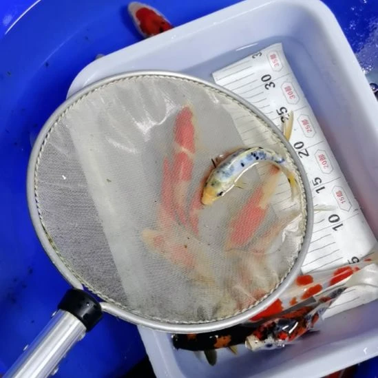 海水锦鲤鱼锦鲤鱼锦鲤