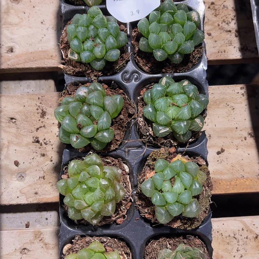 直播福利一物一拍瑕疵不售后47