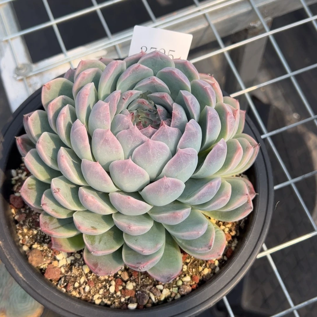 巧****姐3795多肉多多多多