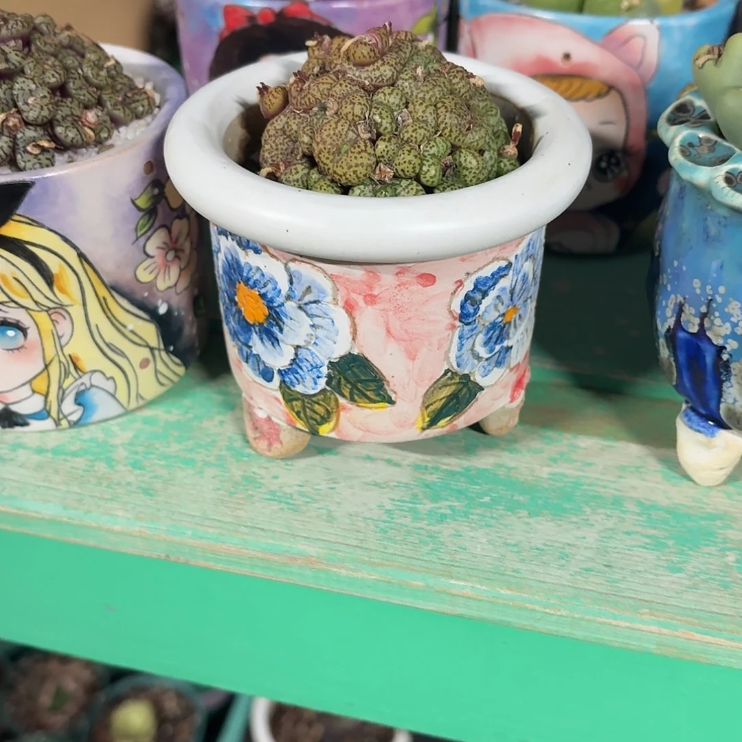 姬***君帽檐盆口径7一物一拍只要盆