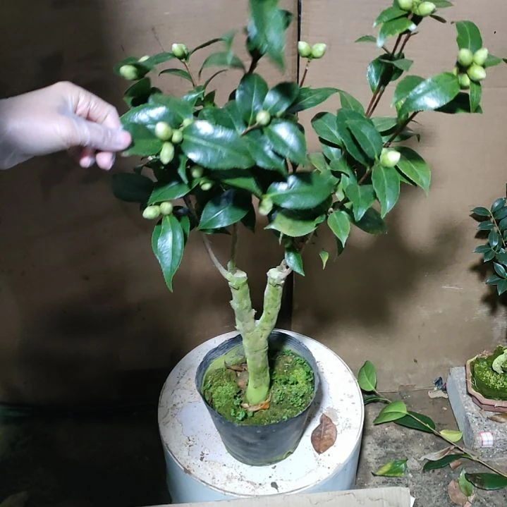 805朱露之舞，原盆原土发货，不包邮