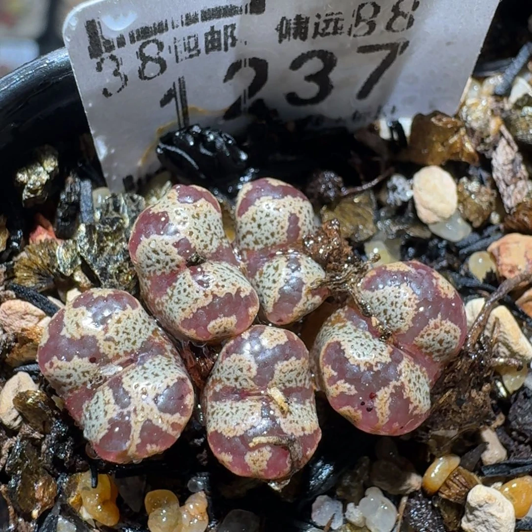 zz好看生石花便宜1237
