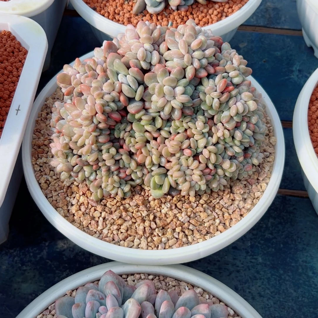 静**蓝多肉植物多肉植物