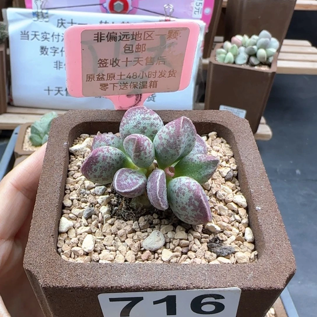 716艾薇多肉植物