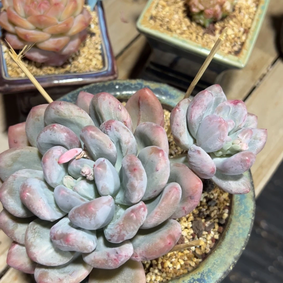 多肉植物一物一拍