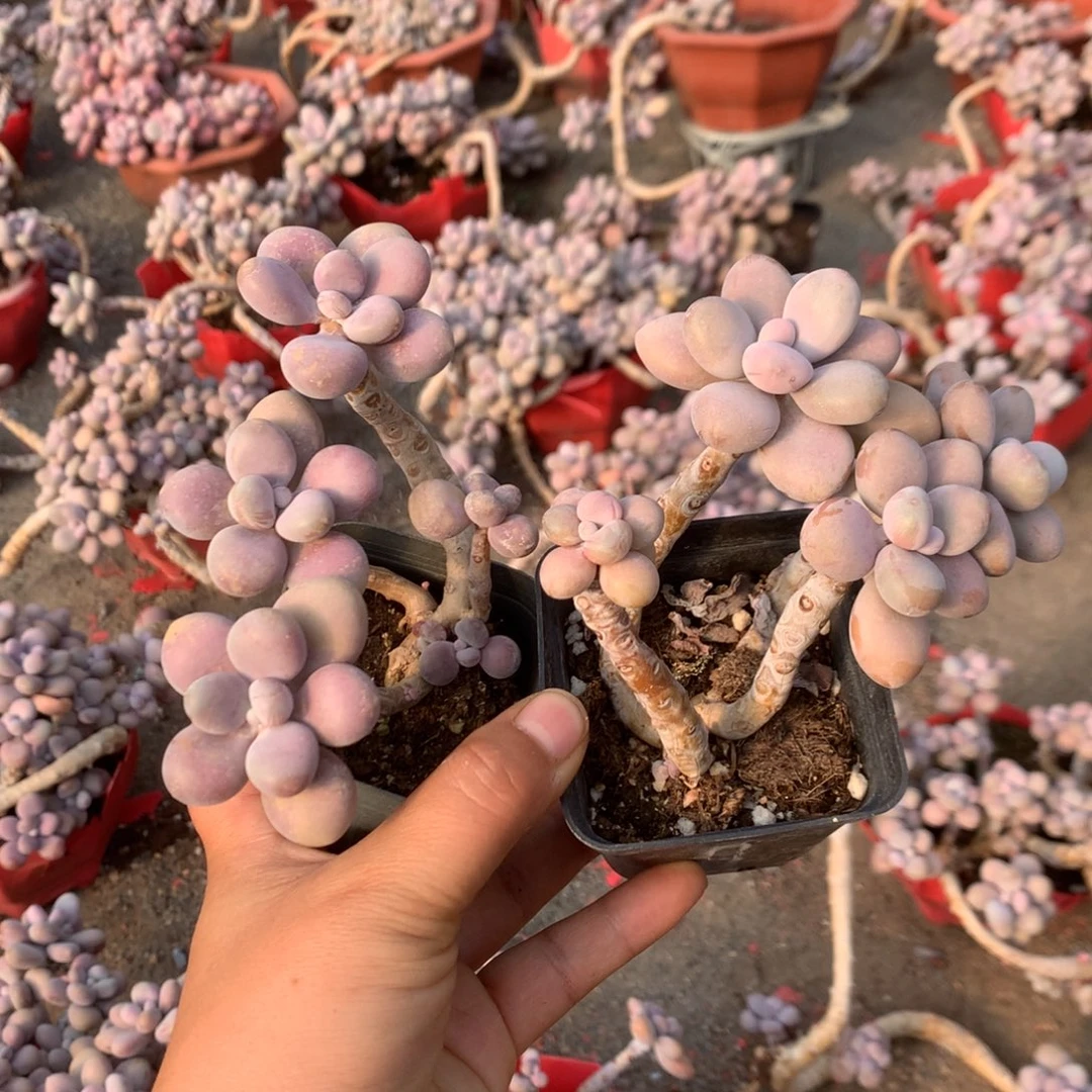 桃蛋老桩不带盆40号开播福利