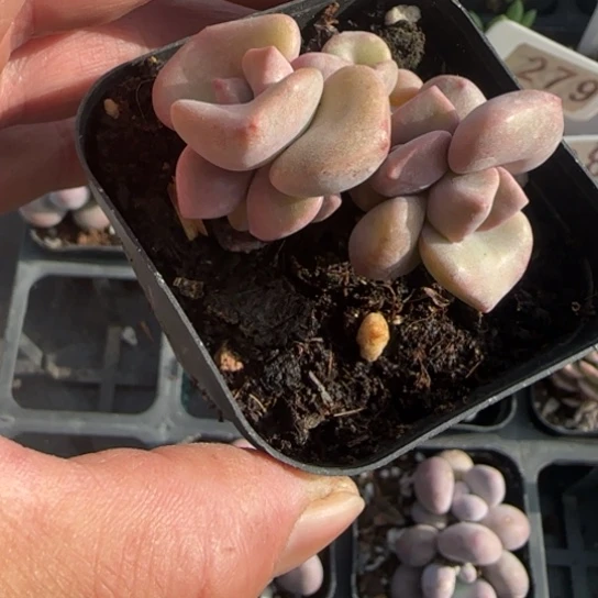 272彩虹糖一物一拍多肉