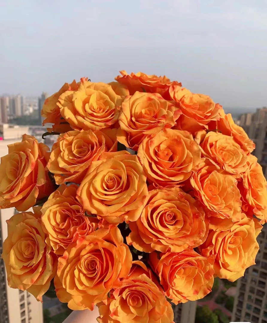 【辉皇】玫瑰  同一地址任意两单加配草一扎