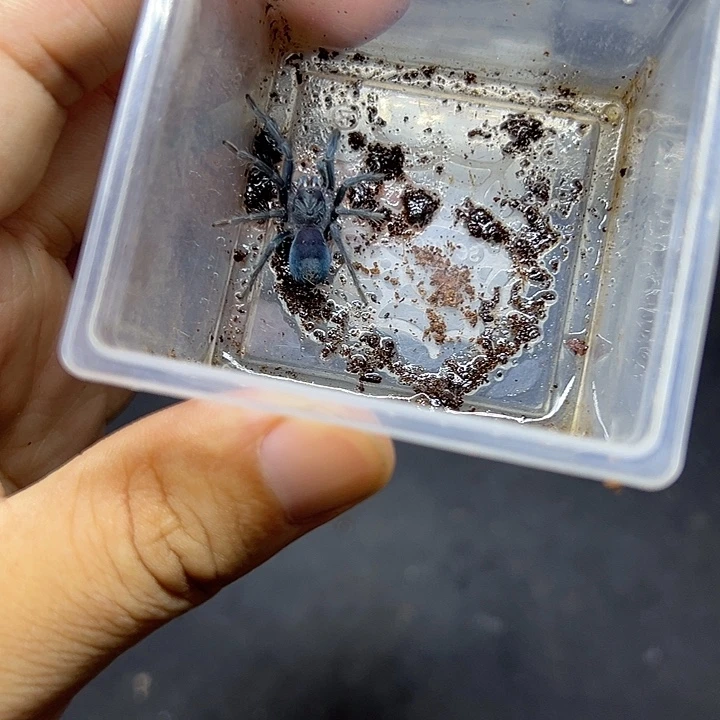活体宠物蜘蛛蜘蛛活体
