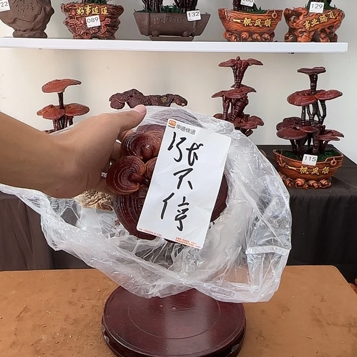 涨***停无花朵灵芝盆景居家盆景