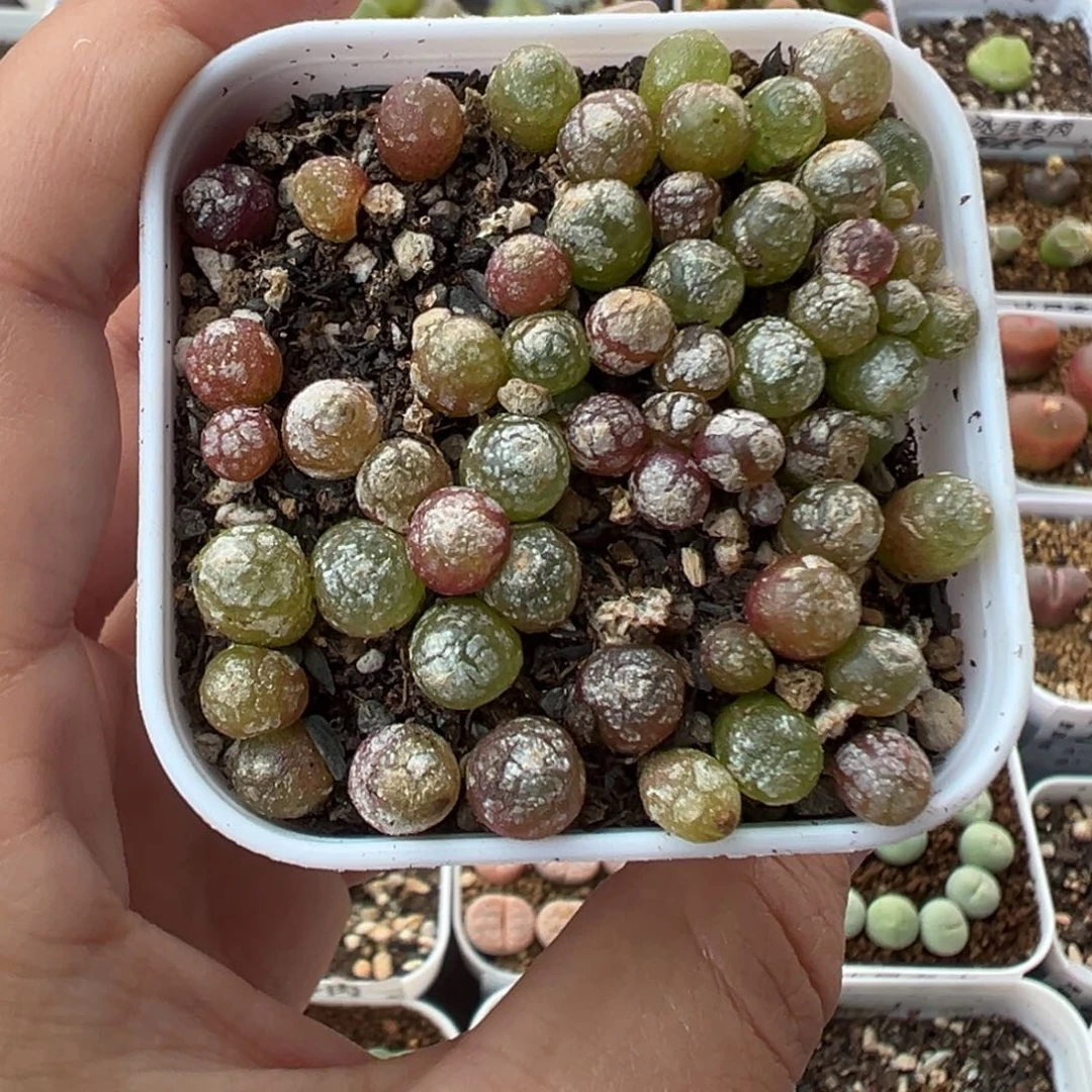 628灯泡带盆土发货