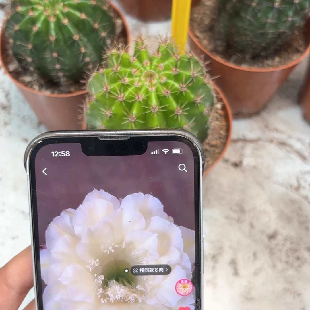 彩草奶黄白1号7公分左右