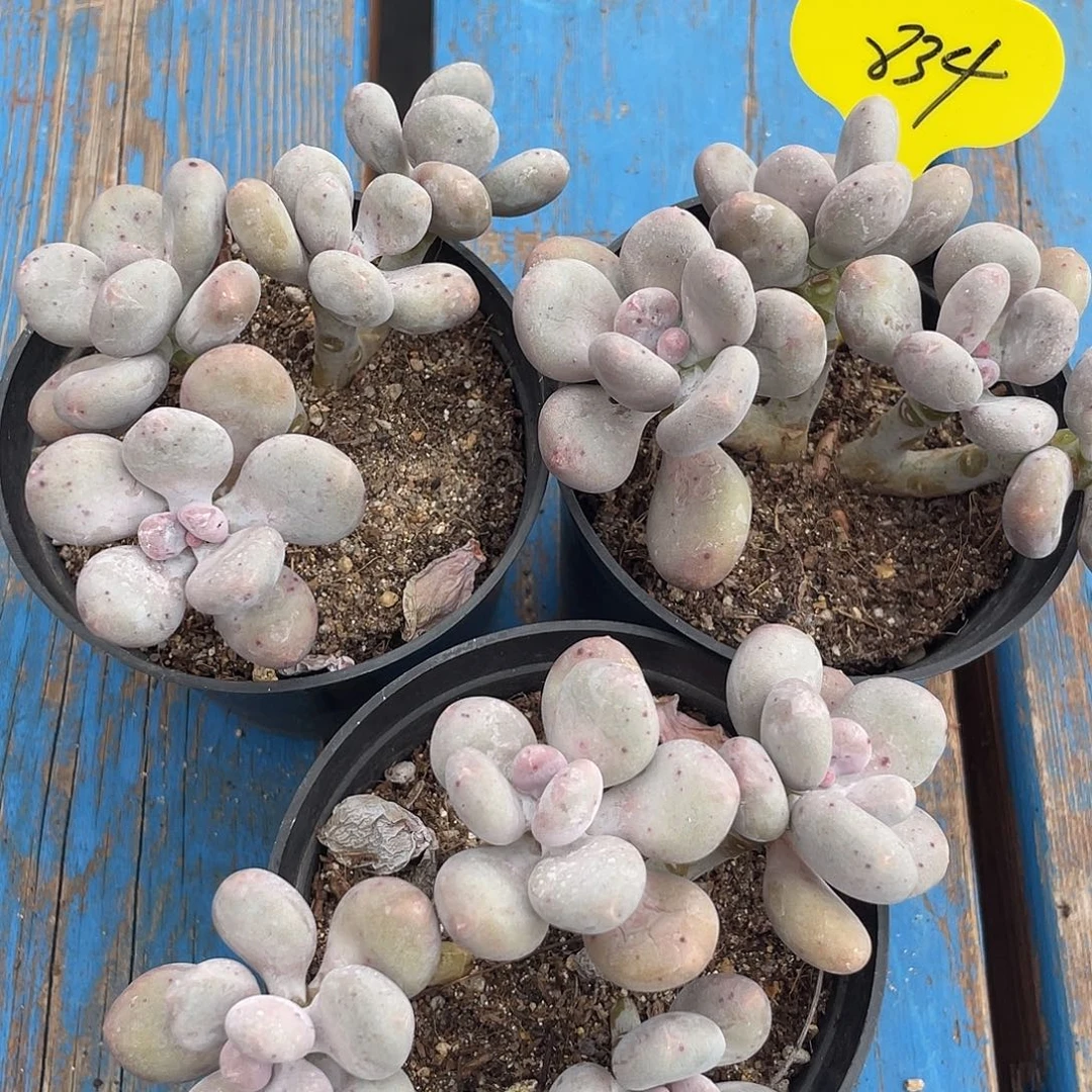 三盆大叶奶多肉植物834