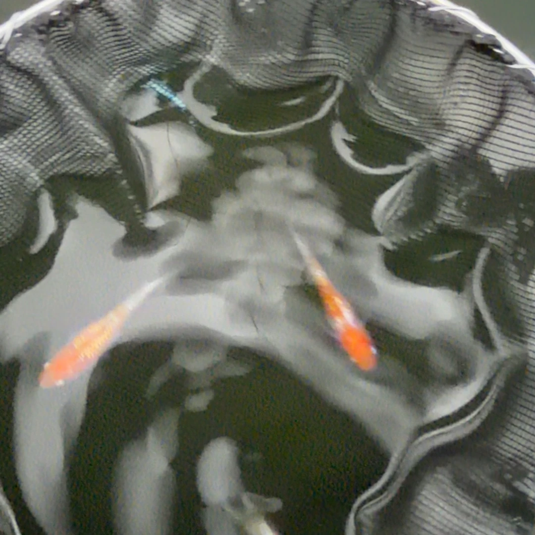 青鳉鱼编号 30 王华一对