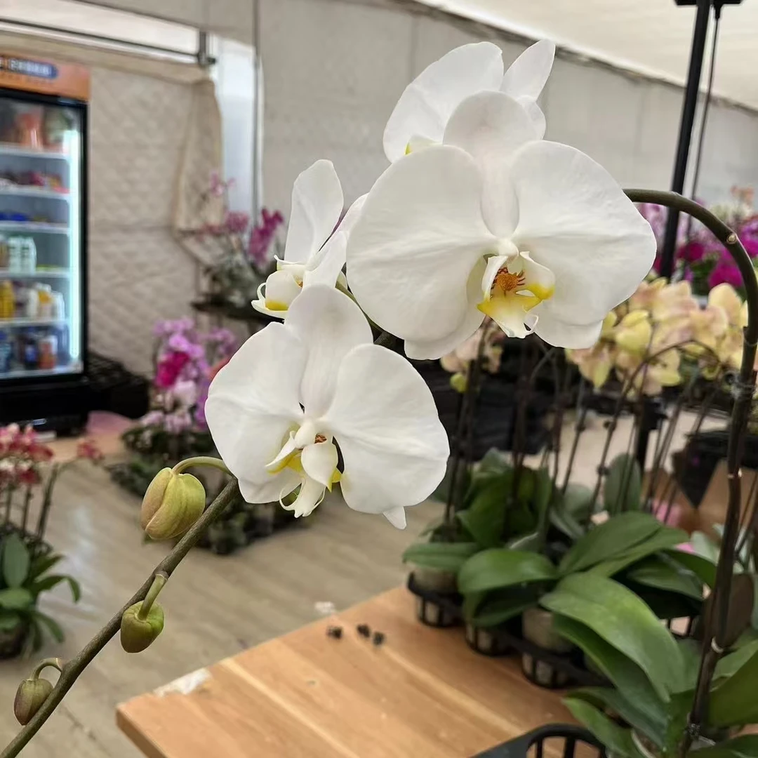 3.5寸特级大白V3（小花苞算正常花苞）一颗【任意两颗起发货】