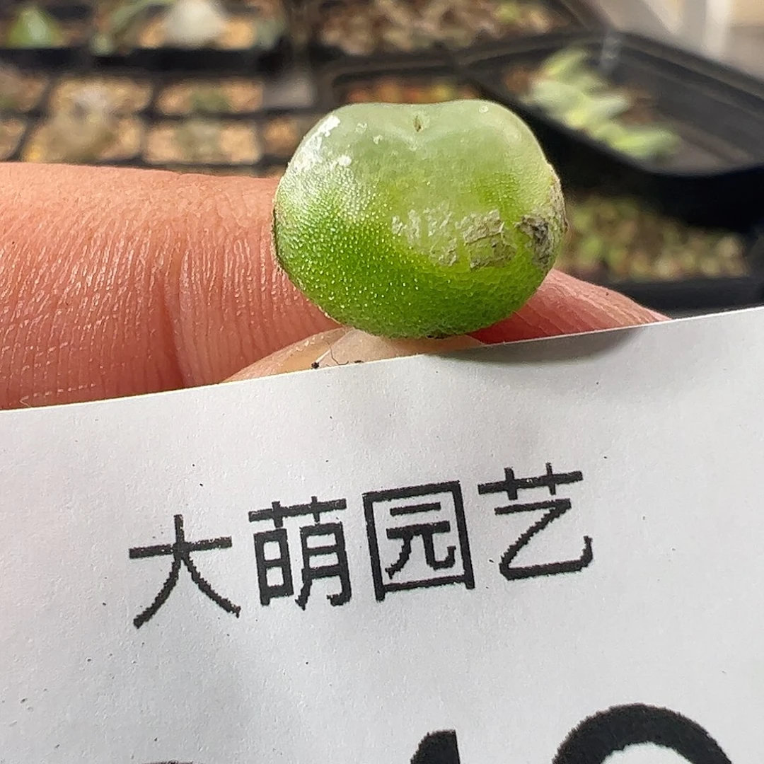 一物一拍。     249