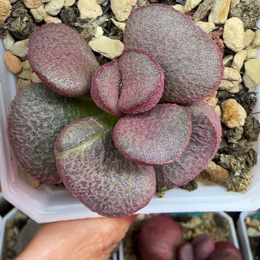 无花朵叶插一个，图为母本