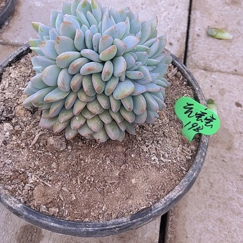 一物一拍星影缀化