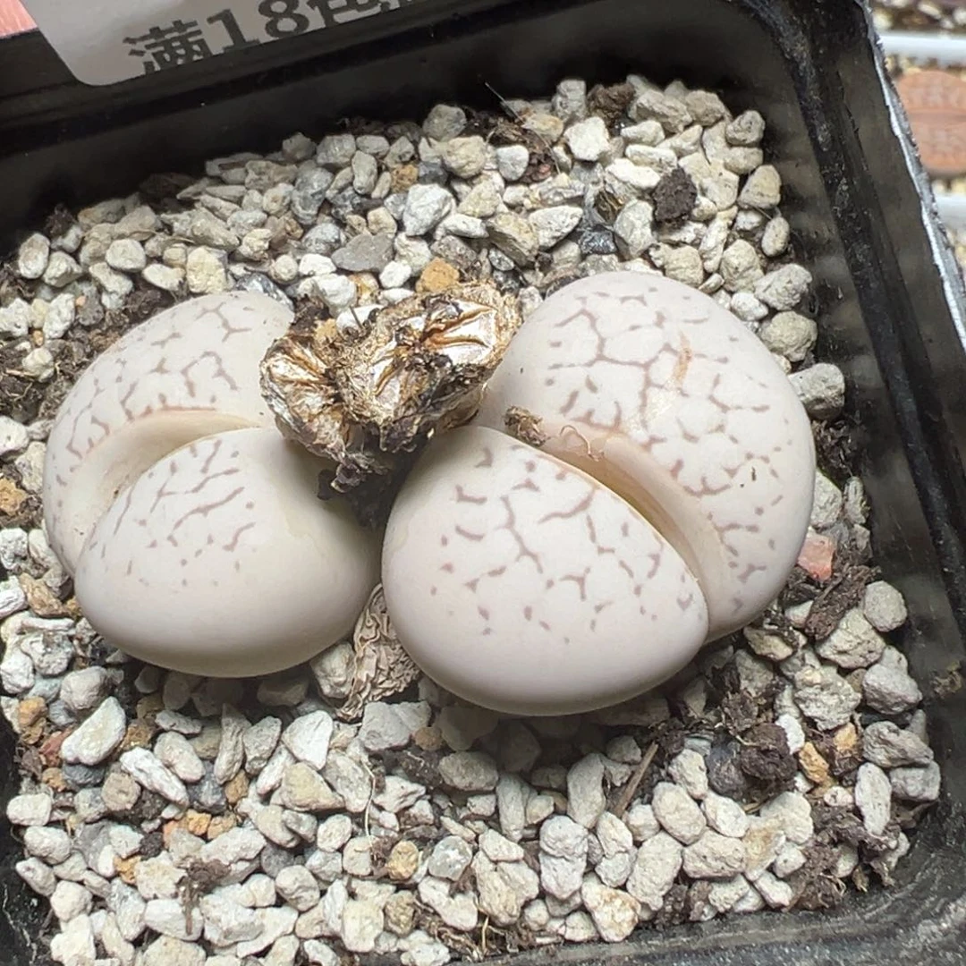 【闪购商品】 122。