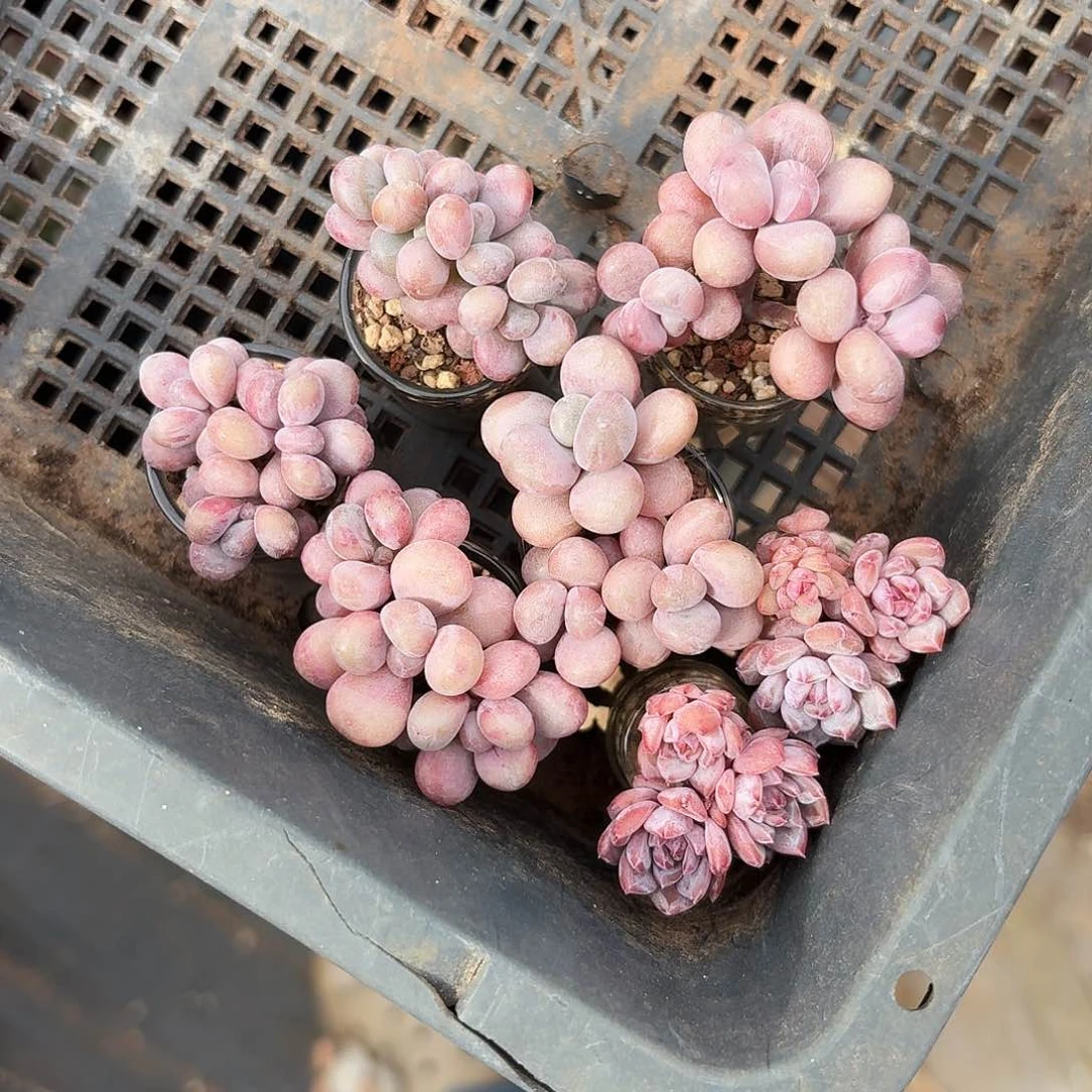 球*球球专拍7颗拇指肉肉