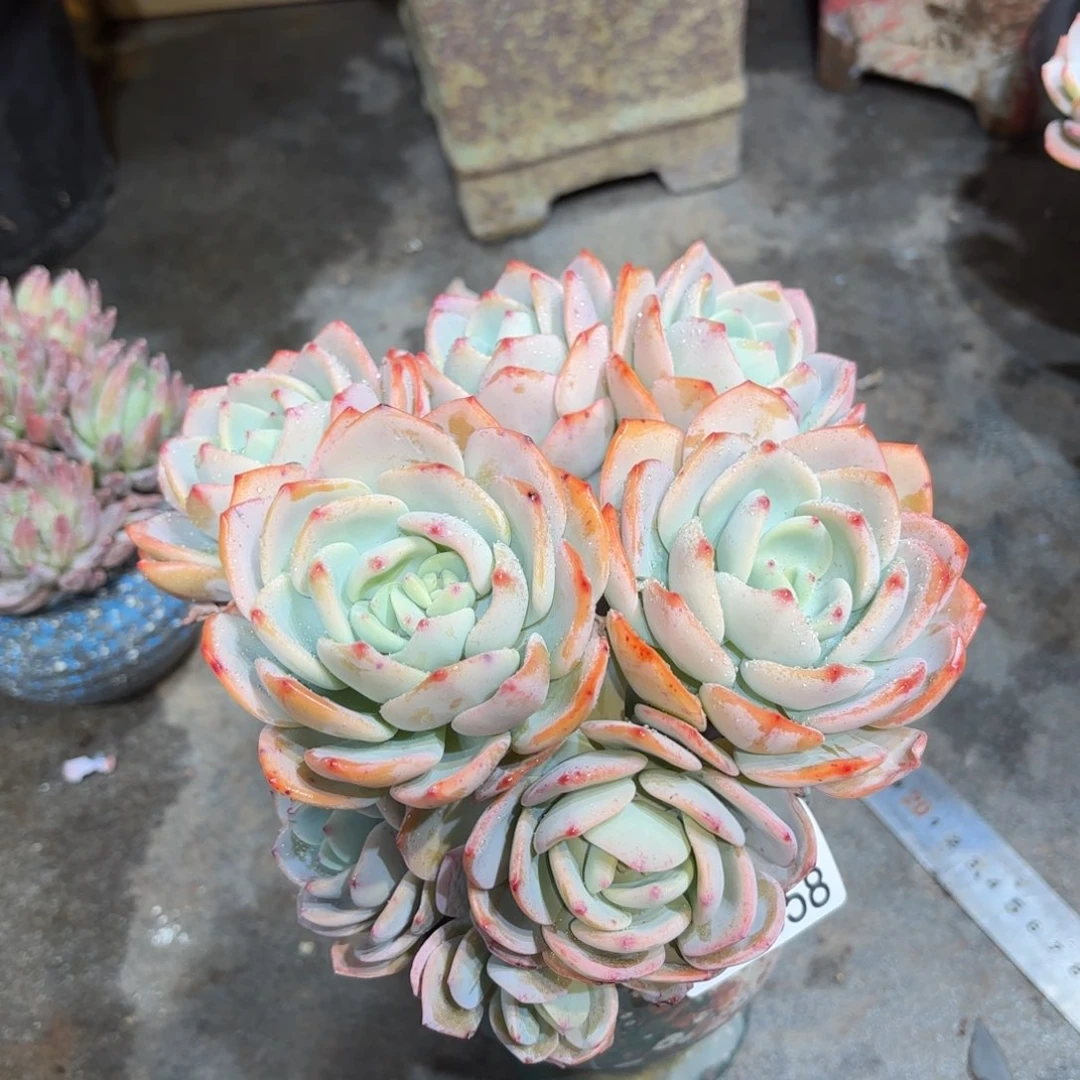 同温层多肉白月光358