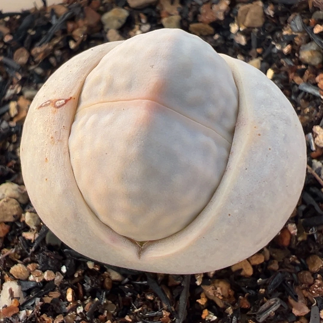 高尔夫多肉植物百科