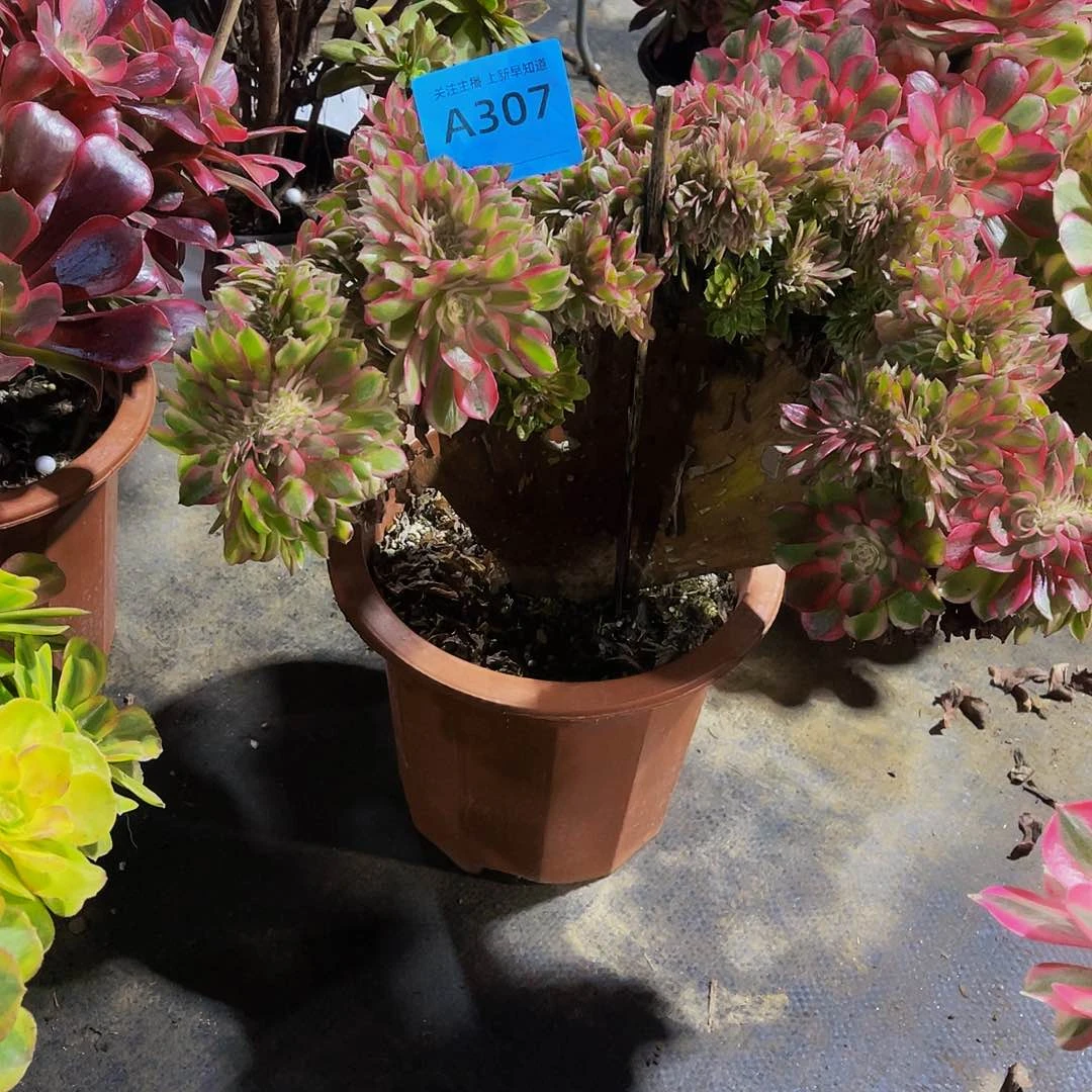 碟*花缀花法师307