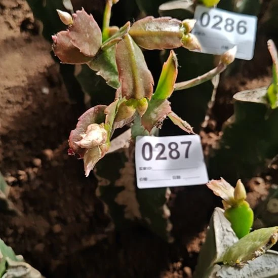 荷花仙子嫁接零度之上包邮柱白皮287