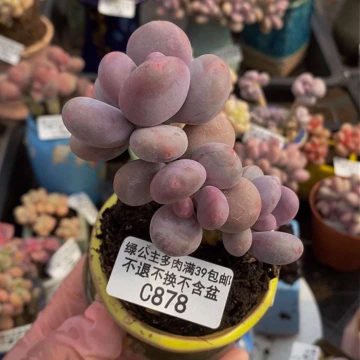 大叶奶878多肉植物