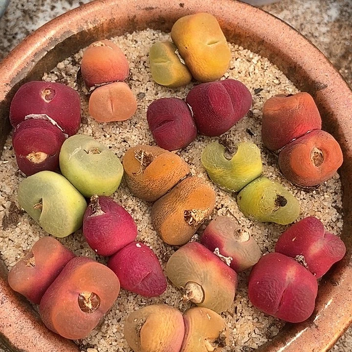 22536双头彩色桃子一颗