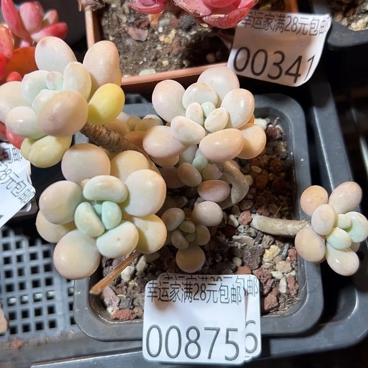 幸运的是我还在努力