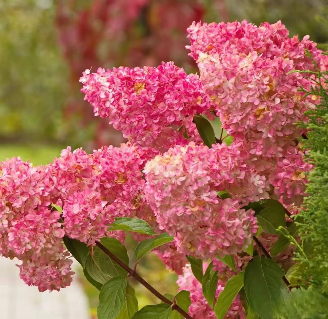 香草草莓圆锥大花木绣球盆栽庭院地栽耐寒耐晒易成活大西北植物