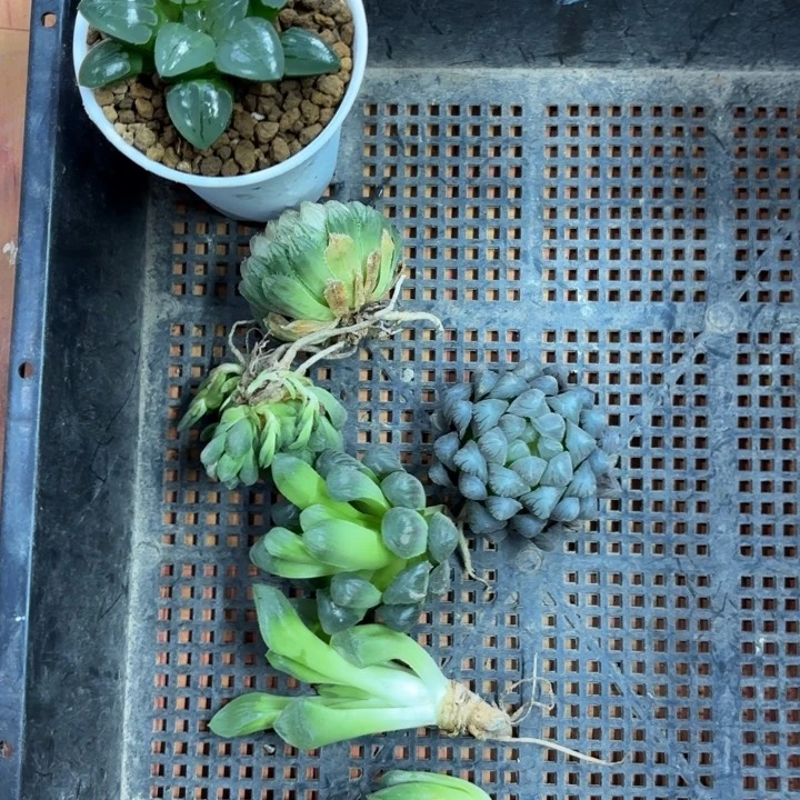 白翠虎和裸根组合多肉植物