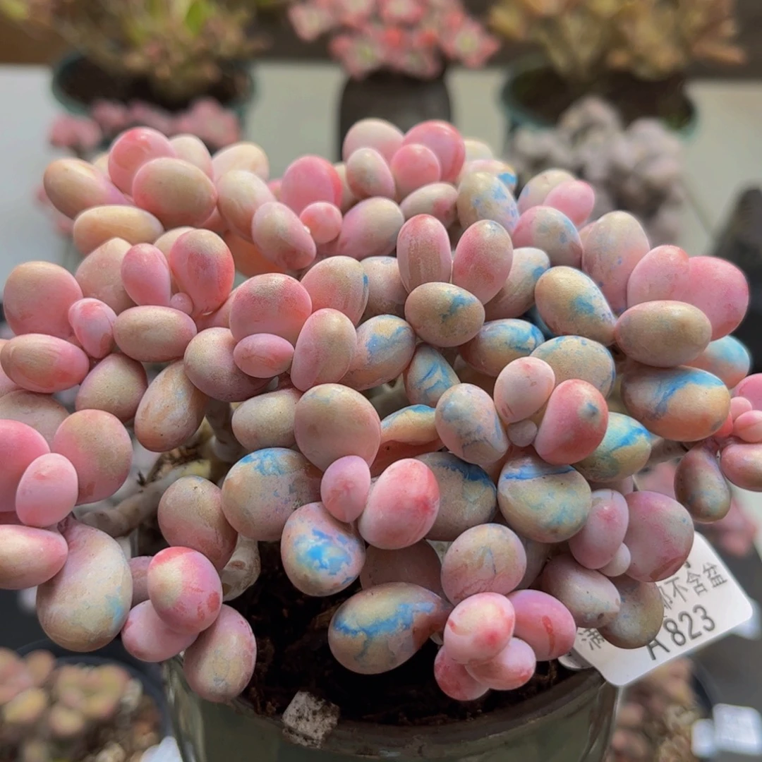 823/12cm糖果桃蛋多肉