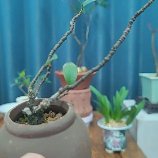 无花朵海岛春花海岛春花