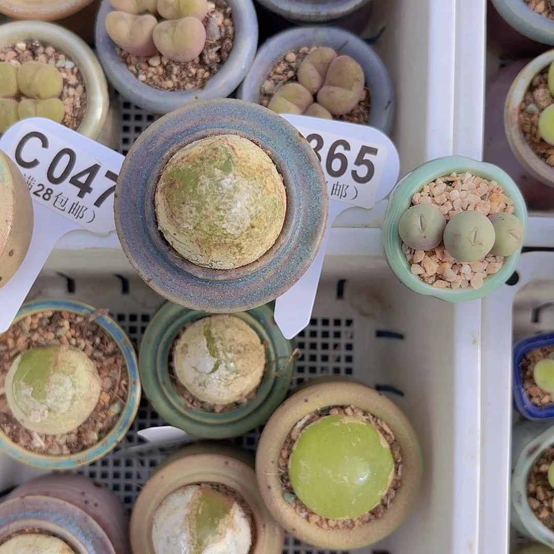 C365灯泡一物一拍